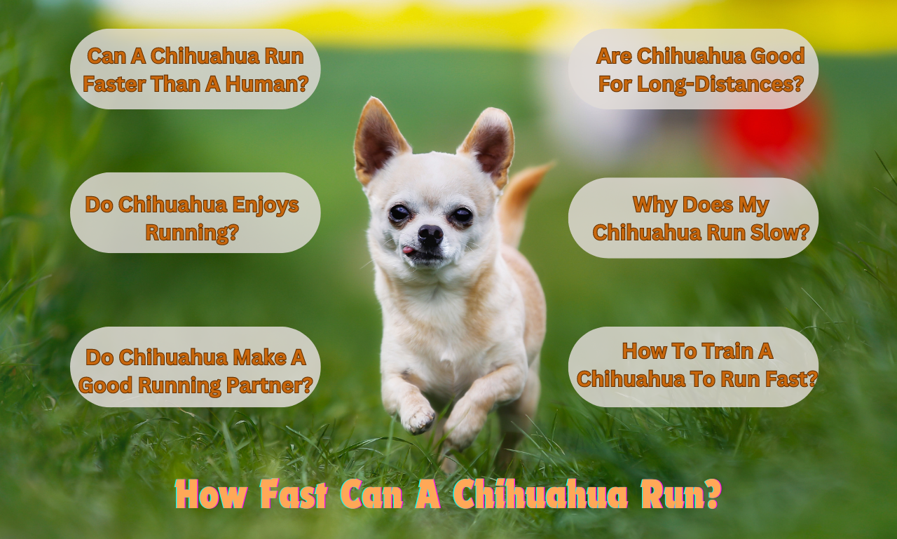 How Fast Can A Chihuahua Run