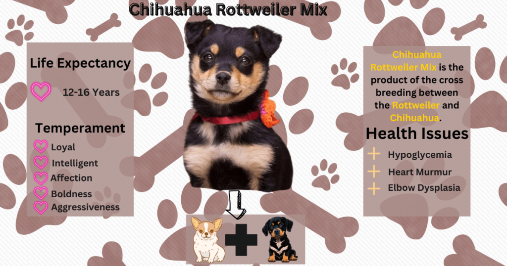 Chihuahua Rottweiler Mix