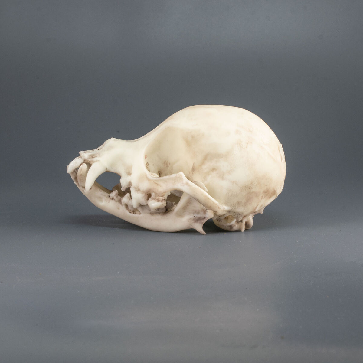 chihuahua skull