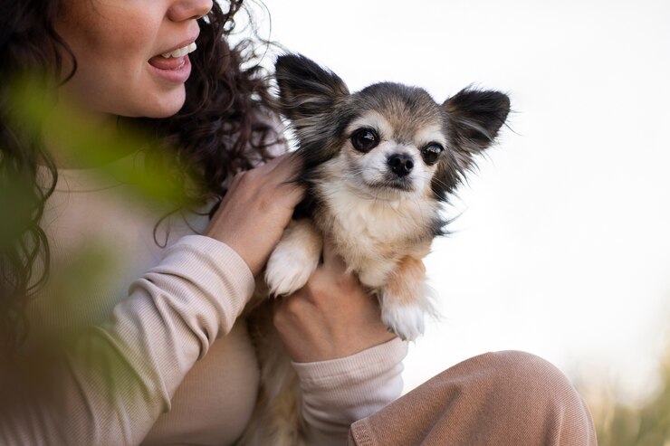 pekingese chihuahua mix