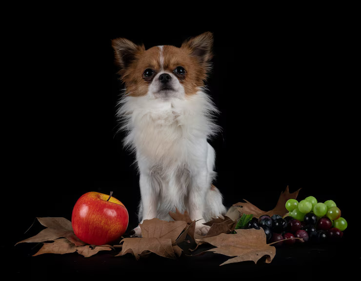 hairy chihuahua