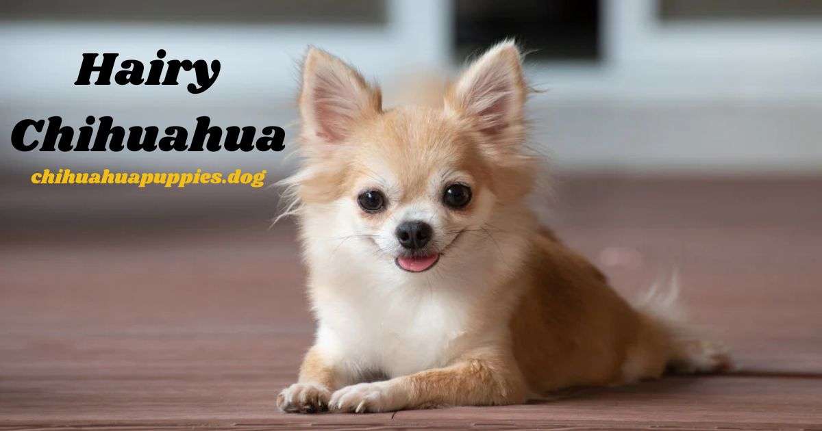 Hairy chihuahua