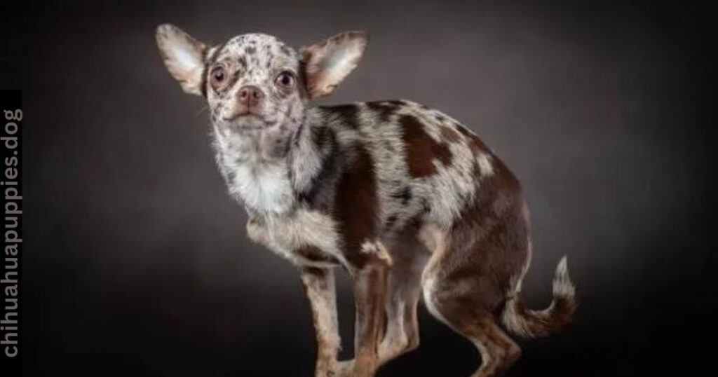 merle chihuahua