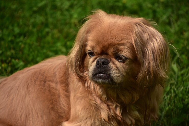 pekingese chihuahua mix