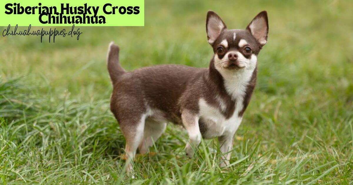 Siberian Husky Cross Chihuahua