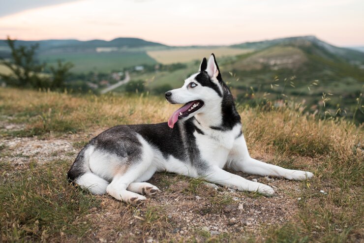 siberian husky cross chihuahua