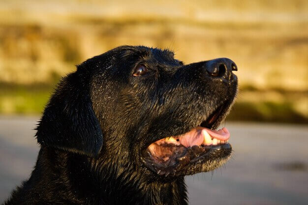 Chihuahua Rottweiler Mix