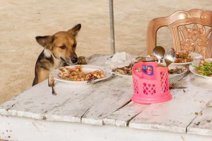 best food for Chihuahua puppy