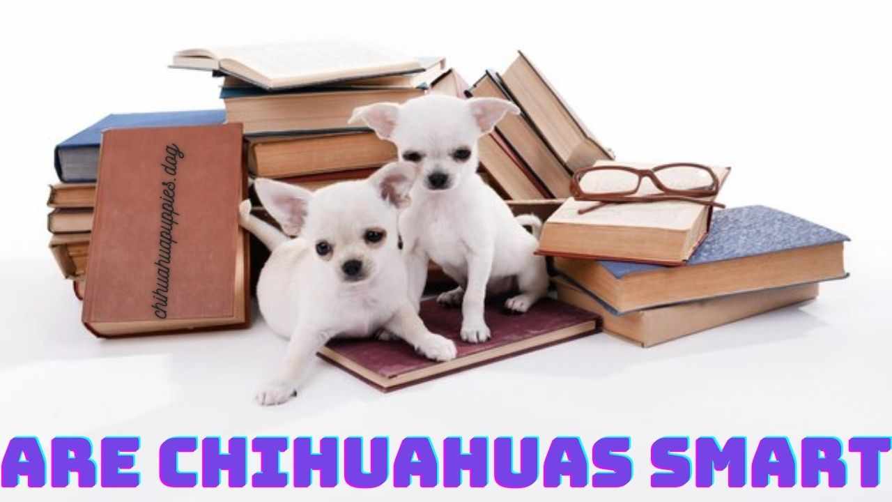 Are Chihuahuas Smart