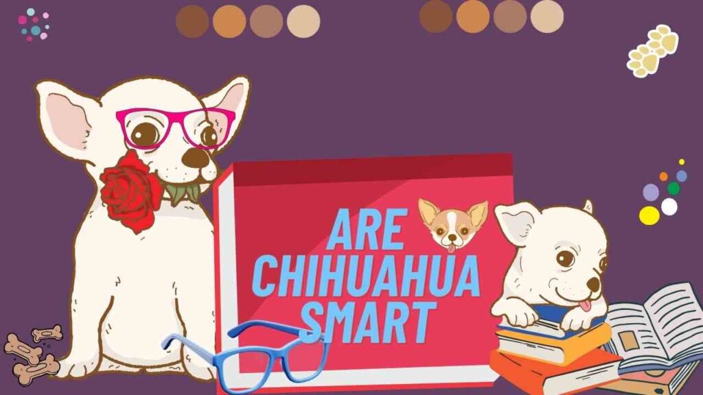 Are Chihuahuas Smart