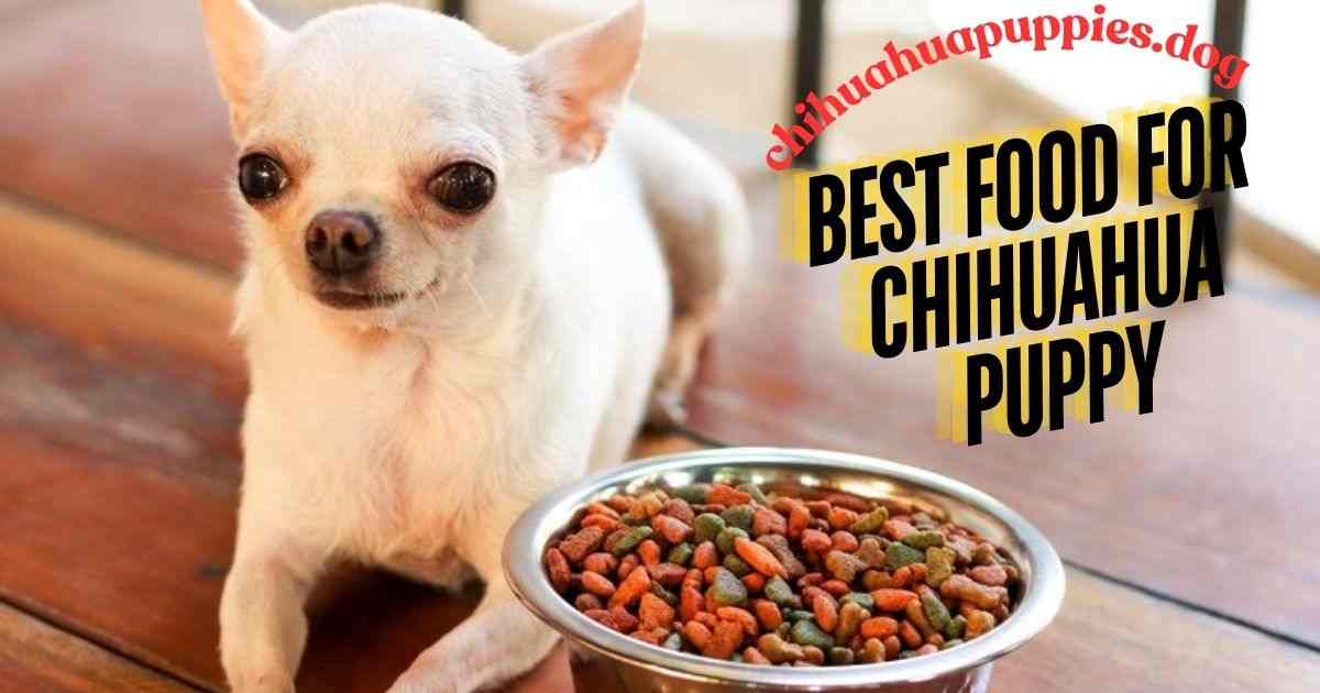 Best Food For Chihuahua Puppy