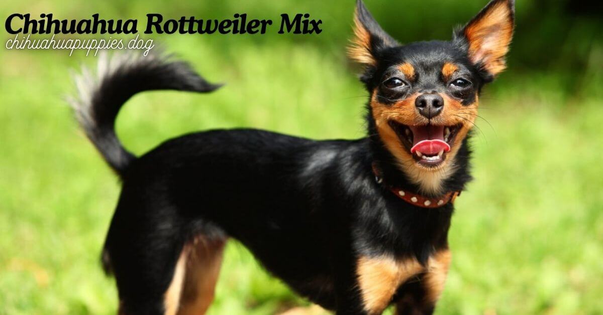 Chihuahua Rottweiler Mix