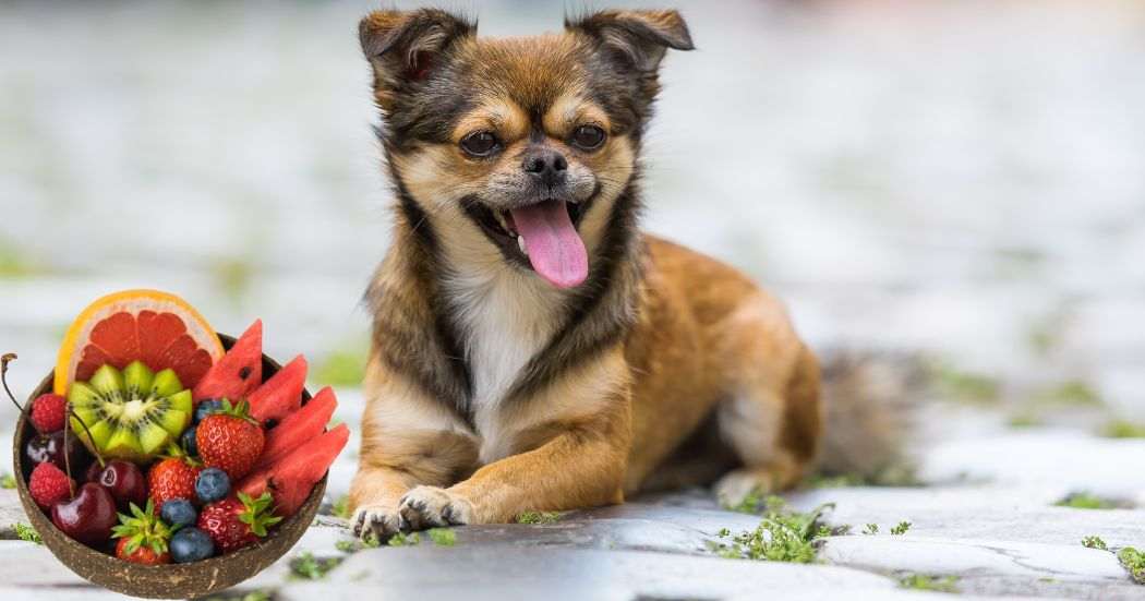 Pekingese Chihuahua Mix