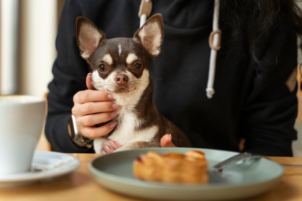 Siberian Husky Cross Chihuahua