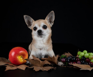 chihuahua puppies