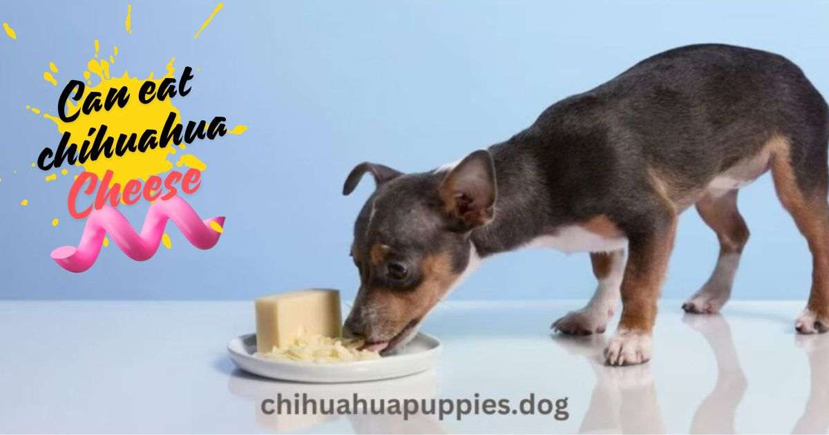 Can Eat Chihuahua Cheese