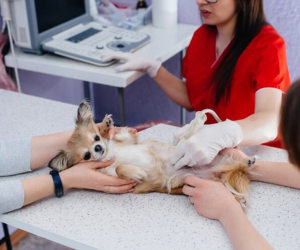 chihuahua puppies