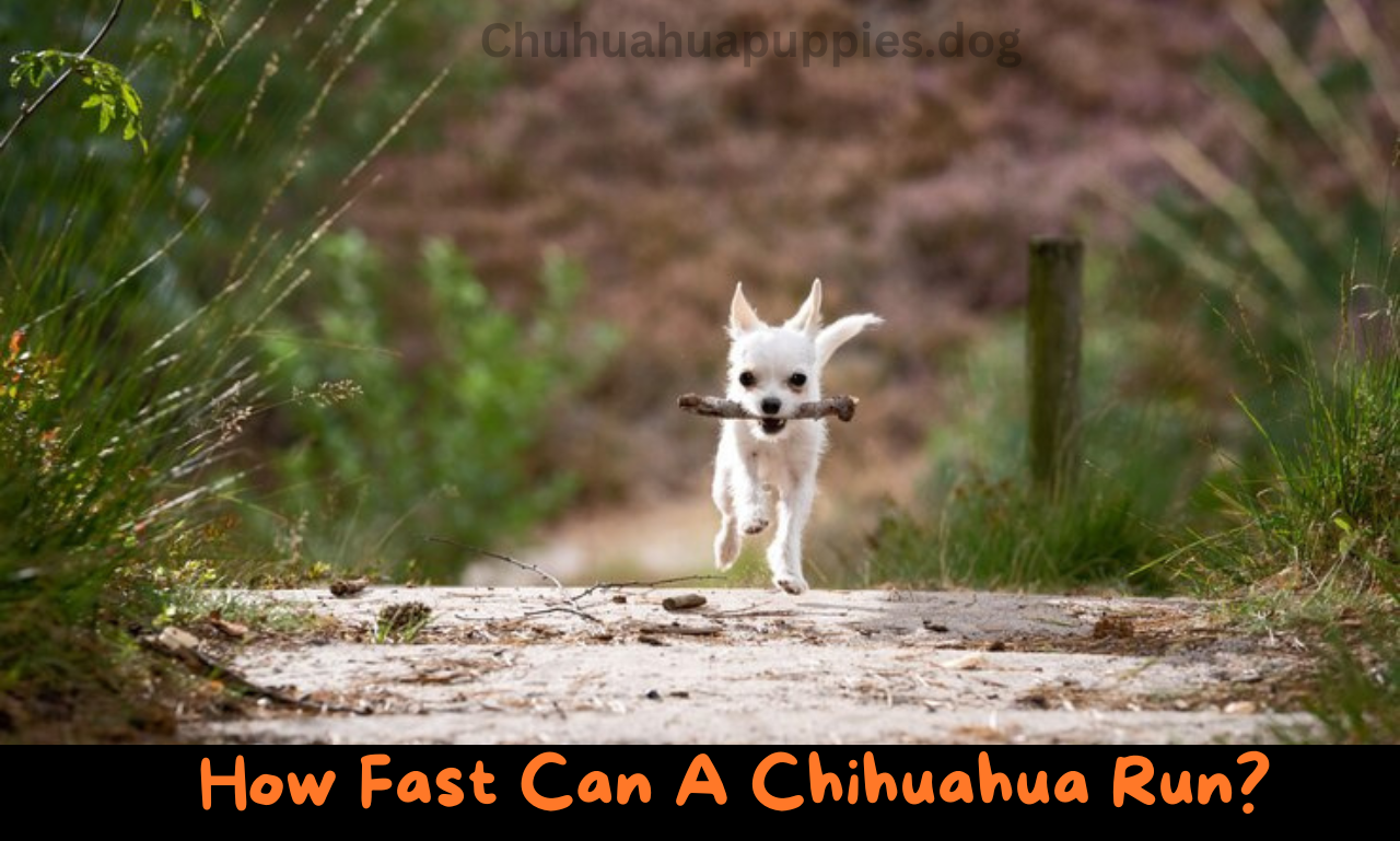 how fast can a chihuahua run