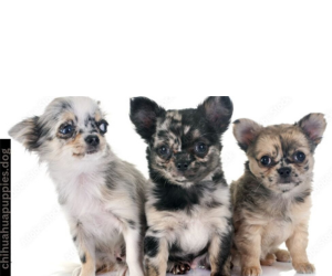 chihuahua puppies