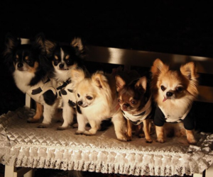 chihuahua puppies