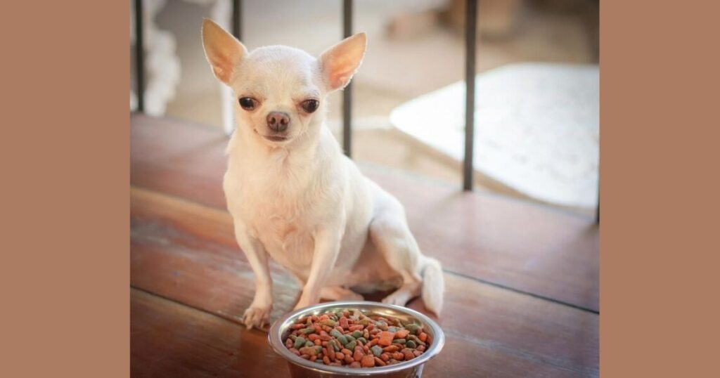 Best Food For Chihuahua Puppy