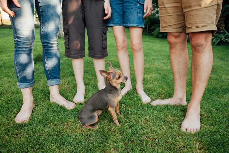 chihuahua rottweiler mix