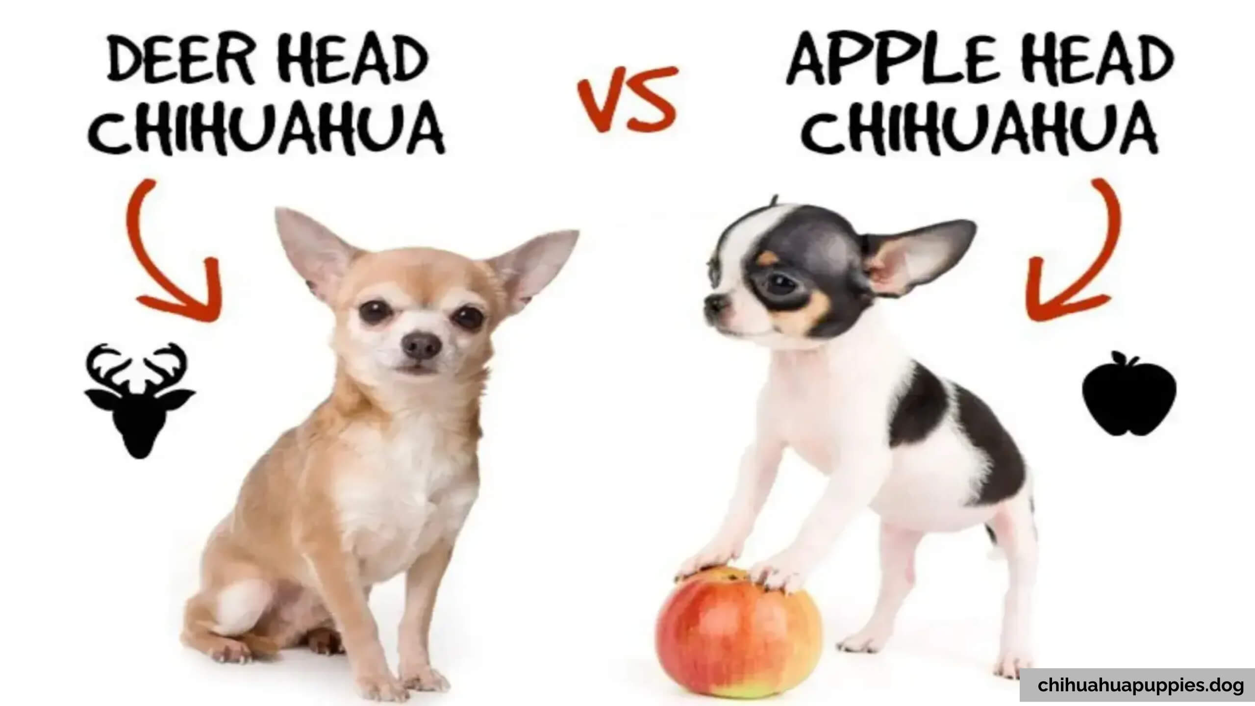 apple head vs deer head chihuahua