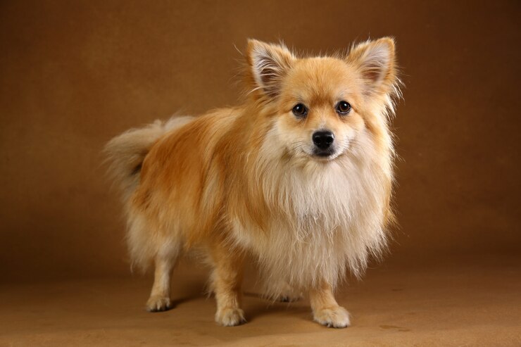 Long-Haired Chihuahua