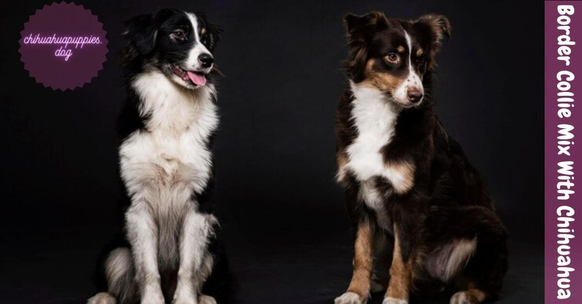 Border Collie Mix With Chihuahua