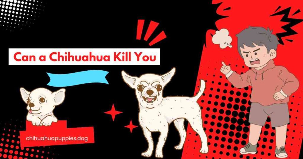 Can a chihuahua kill you