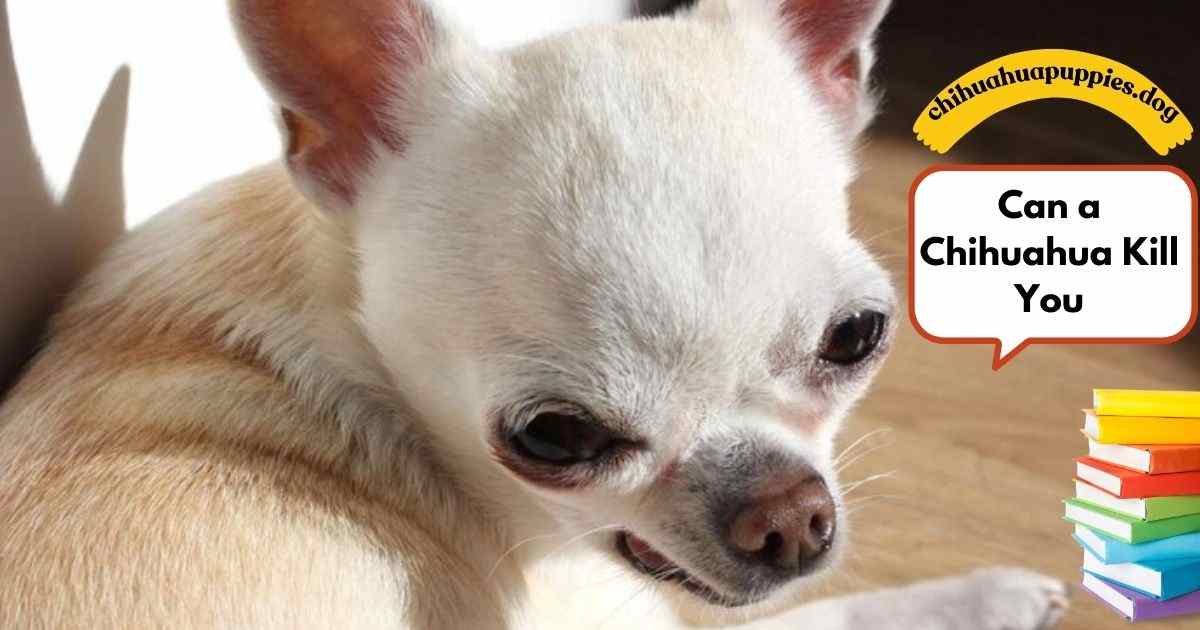 Can a chihuahua kill you