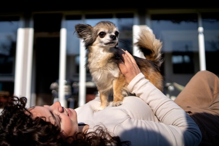 border collie mix with chihuahua