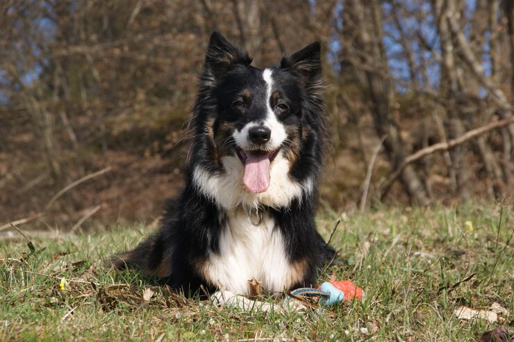 border collie mix with chihuahua