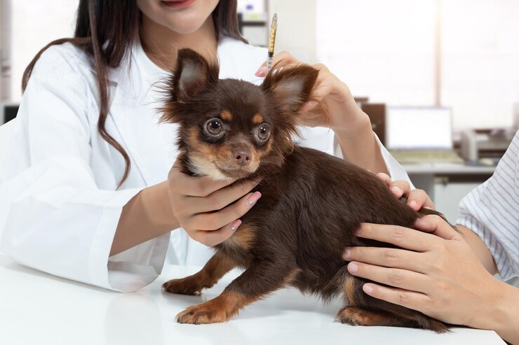 pear head chihuahua