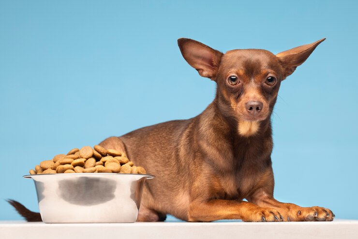 pear head chihuahua