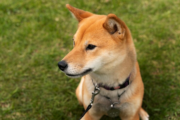 shiba inu chihuahua mix