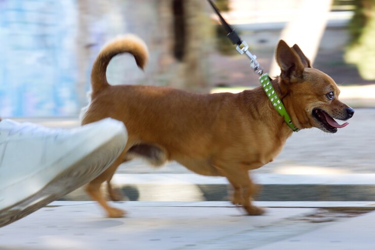 are chihuahuas easy to train