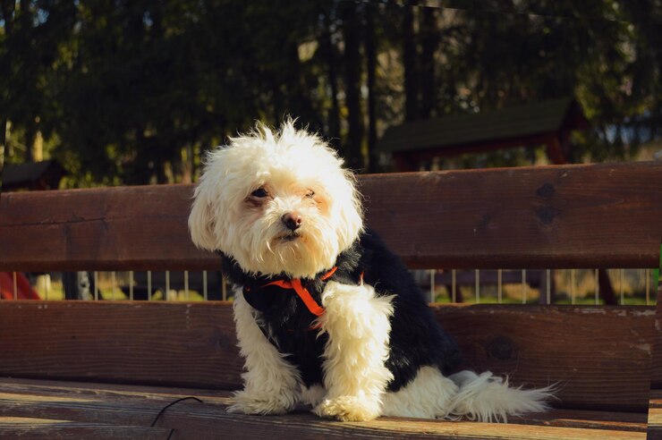 chihuahua maltese