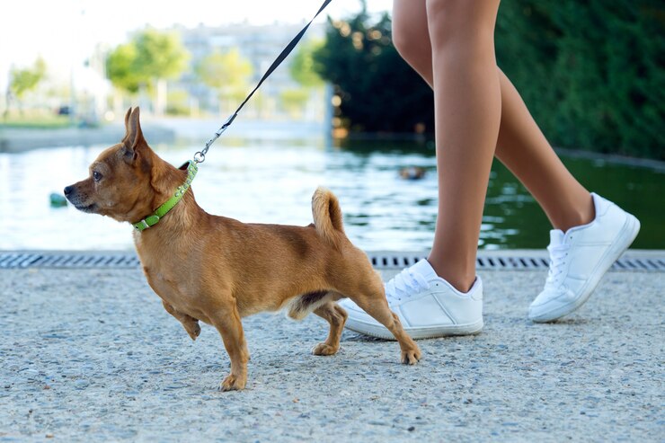 are chihuahuas easy to train