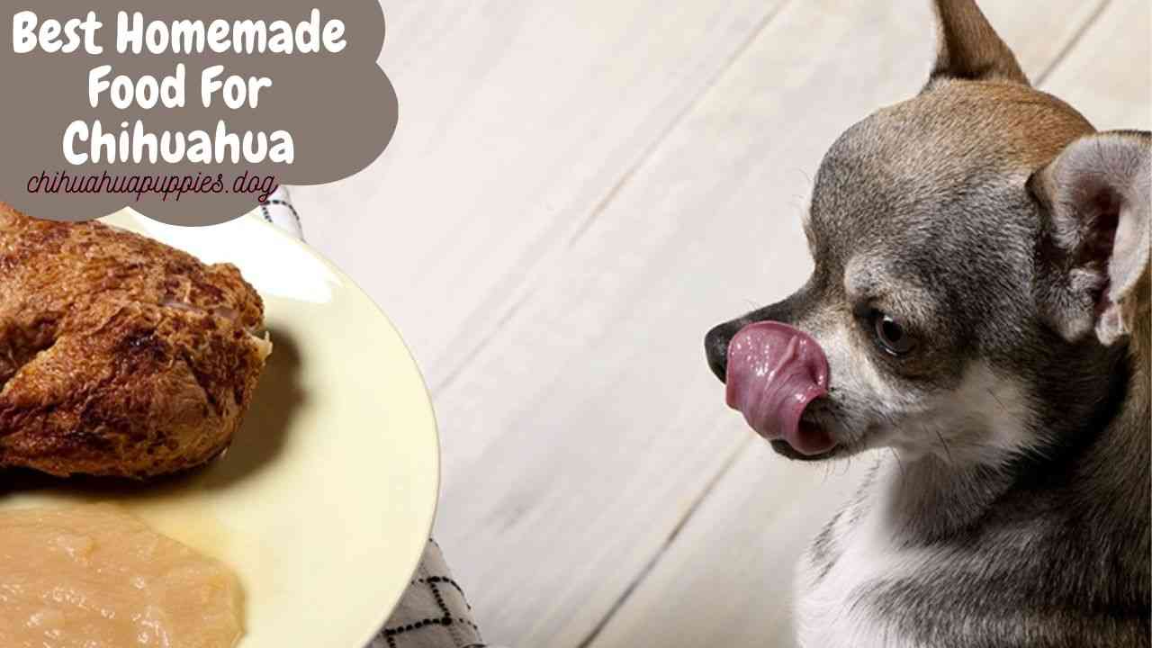 Best Homemade Food For Chihuahua