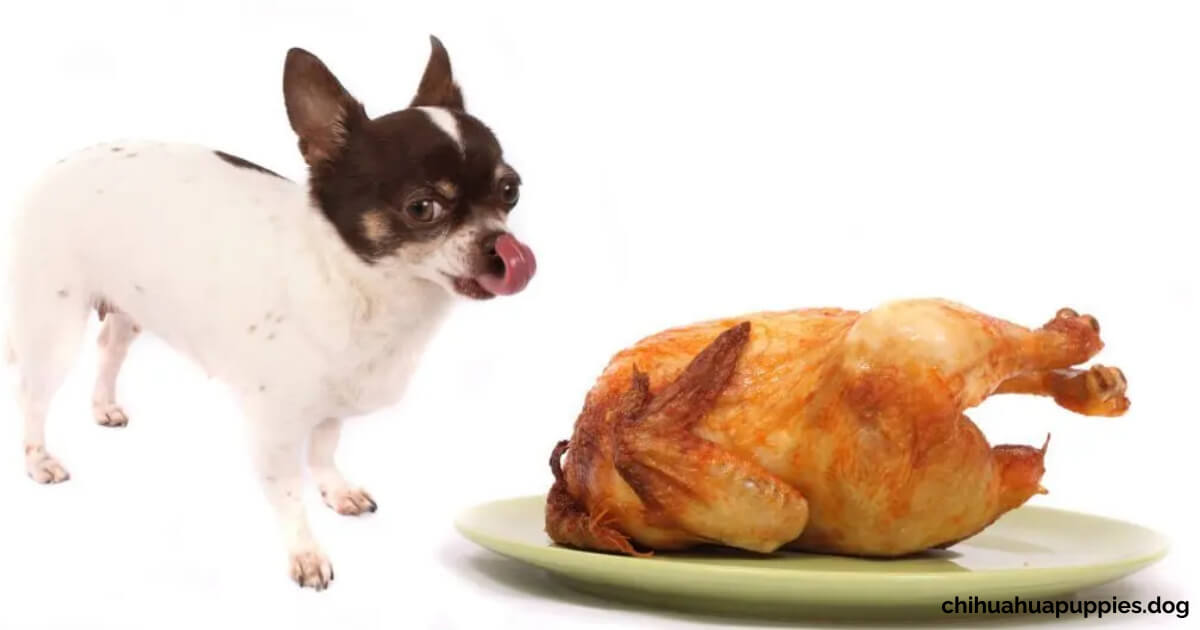 Can Chihuahua eat Turkey