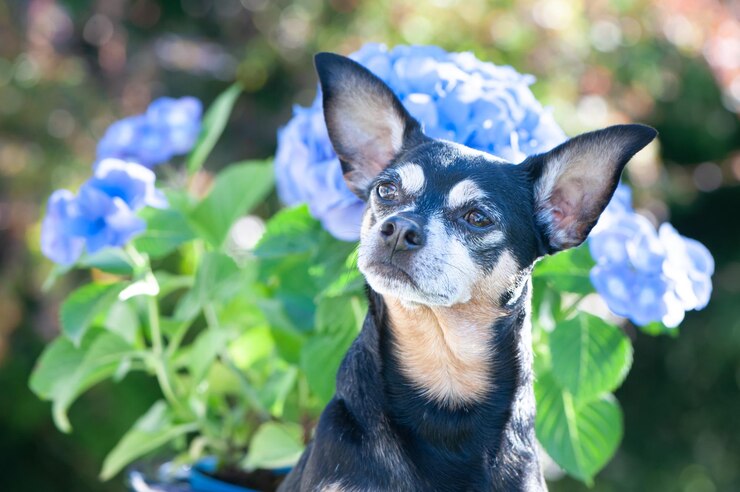 blue chihuahua puppies