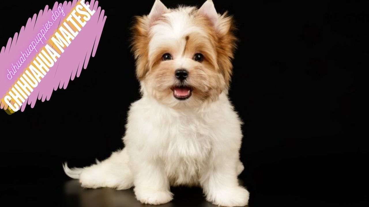 Chihuahua Maltese