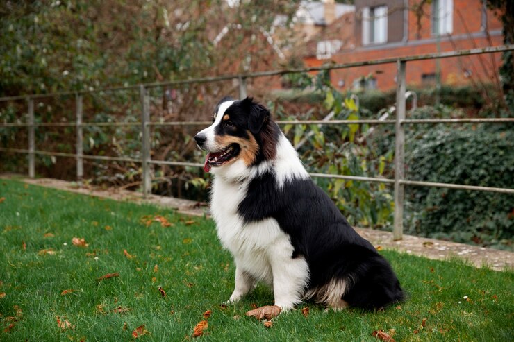 border collie mix with chihuahua