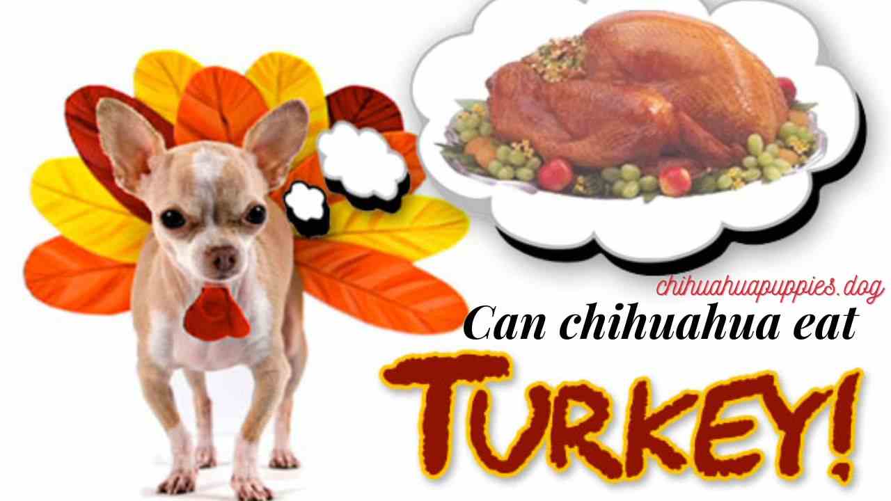 Can Chihuahua Eat Turkey