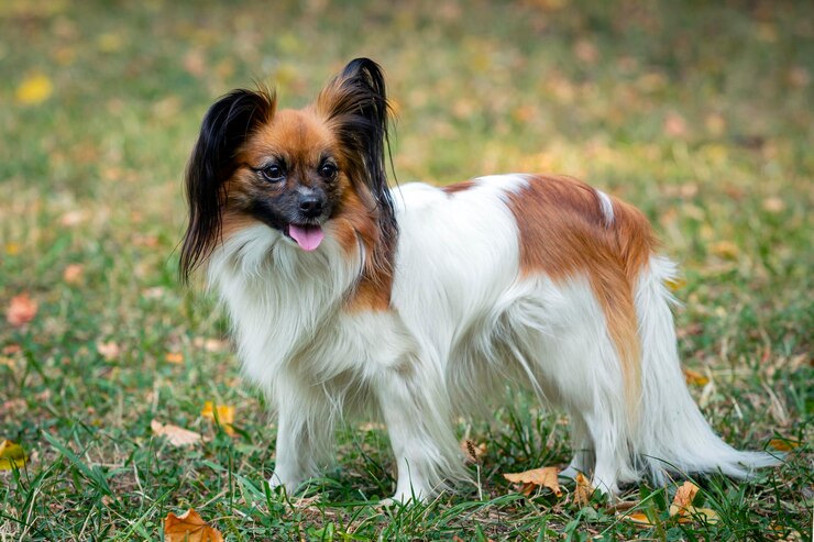 border collie mix with chihuahua