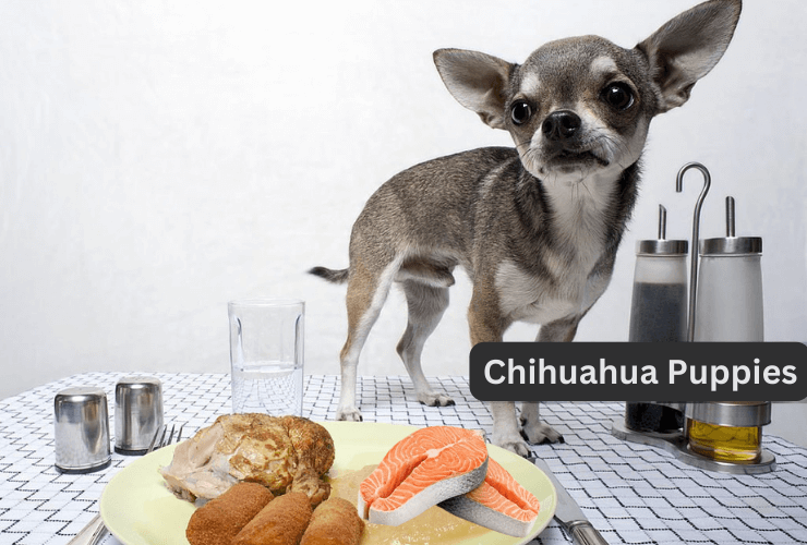 can Chihuahuas eat fish