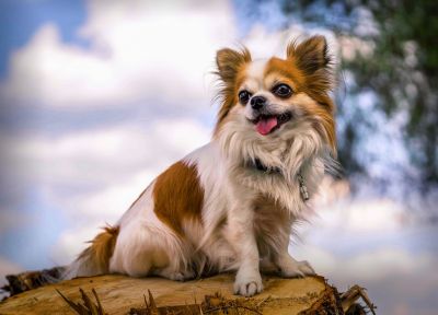 Shiba chihuahua mix