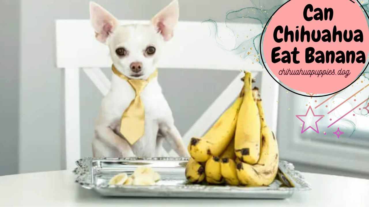 Can Chihuahua Eat Banana