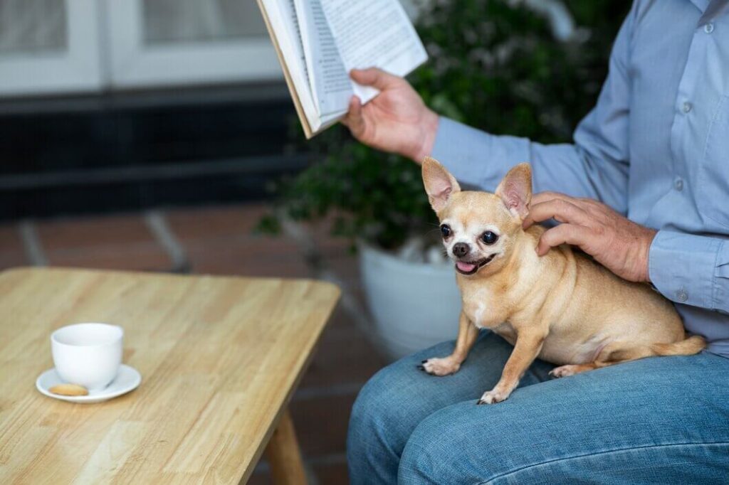 Chihuahua coat